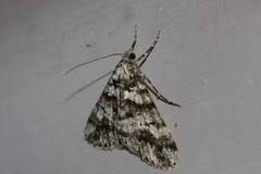 Lipogya leucoprosopa