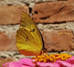 Zerene cesonia cesonia