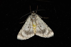 Lipogya leucoprosopa