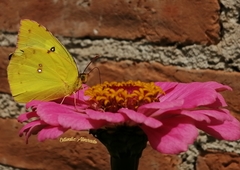 Zerene cesonia cesonia