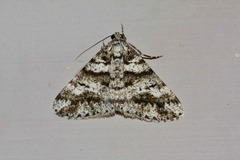 Lipogya leucoprosopa