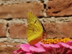 Zerene cesonia cesonia