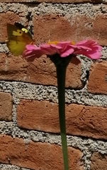 Zerene cesonia cesonia