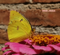 Zerene cesonia cesonia