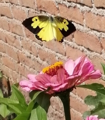 Zerene cesonia cesonia