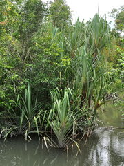 Pandanus helicopus