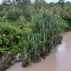Pandanus helicopus