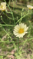 Lactuca indica