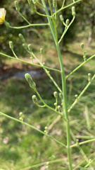 Lactuca indica