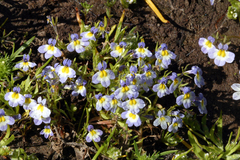 Porterella carnosula