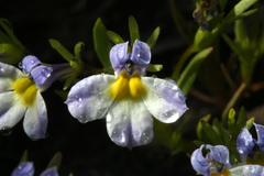 Porterella carnosula