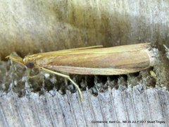 Peoria gematella