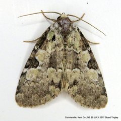 Leuconycta lepidula
