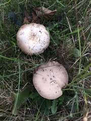 Agaricus moelleri