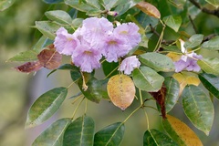 Tabebuia heterophylla