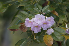 Tabebuia heterophylla