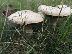 Agaricus moelleri