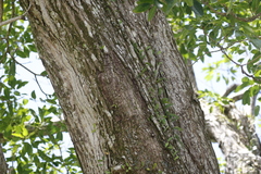 Tabebuia heterophylla