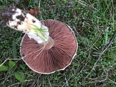 Agaricus moelleri