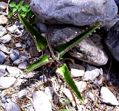 Kalanchoe daigremontiana