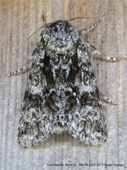Acronicta impressa
