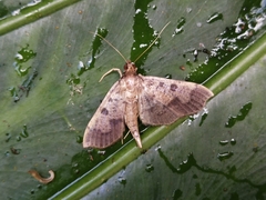 Ceratarcha umbrosa