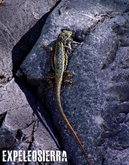 Sceloporus couchii