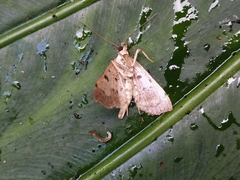Ceratarcha umbrosa