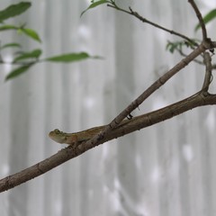 Calotes versicolor