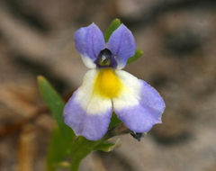 Porterella carnosula