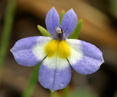 Porterella carnosula