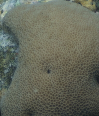 Gardineroseris planulata