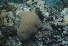 Gardineroseris planulata