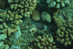 Lobactis scutaria