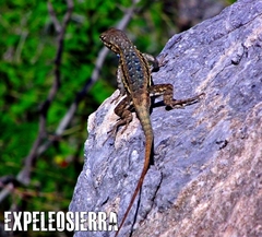 Sceloporus couchii
