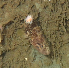Slender Cockscomb photo 3