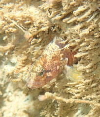 Slender Cockscomb photo 4