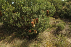 Banksia praemorsa