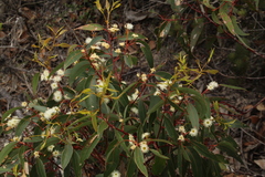 Eucalyptus marginata