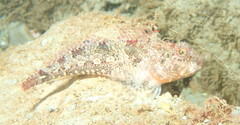 Artedius harringtoni