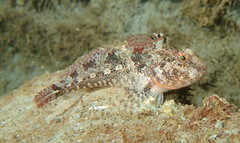 Artedius harringtoni