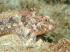 Artedius harringtoni