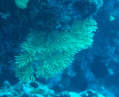 Villogorgia citrina