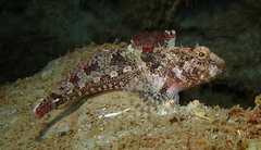 Artedius harringtoni