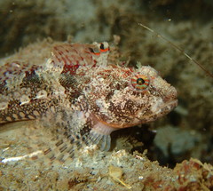 Artedius harringtoni