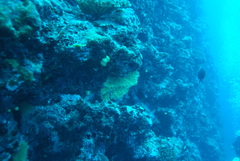 Villogorgia citrina