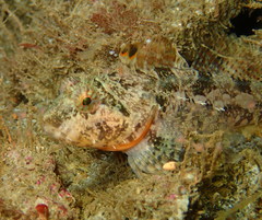 Artedius harringtoni