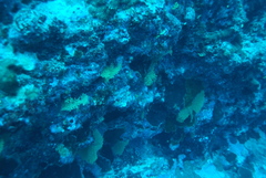 Villogorgia citrina