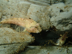 Artedius harringtoni