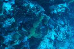 Villogorgia citrina